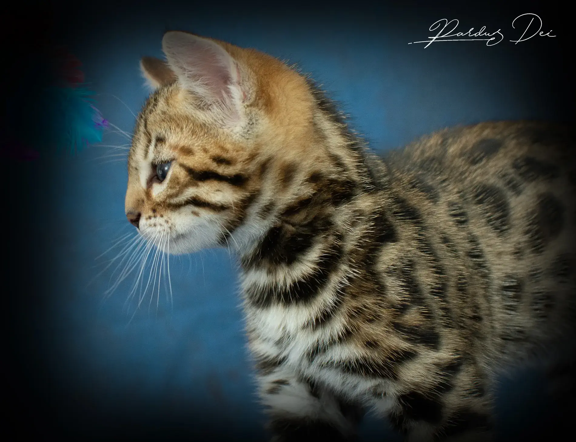 chaton bengal